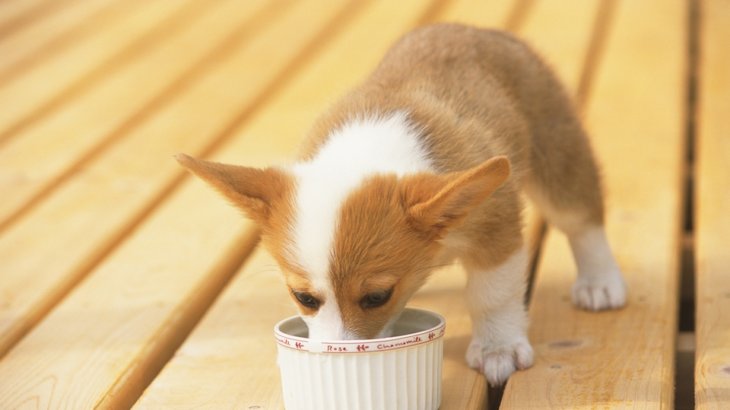 子犬の食事の与え方ガイド――何を？どんなふうに？いつ？の疑問を解決