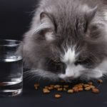 猫が食べものを吐いた！考えられる病気と症状について