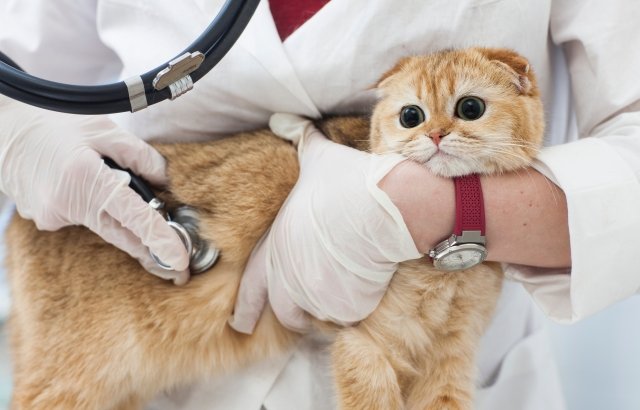 猫の感染症予防にはワクチン接種
