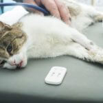 飼い主が気づける猫の病気のサインや症状と年齢別のかかりやすい病気