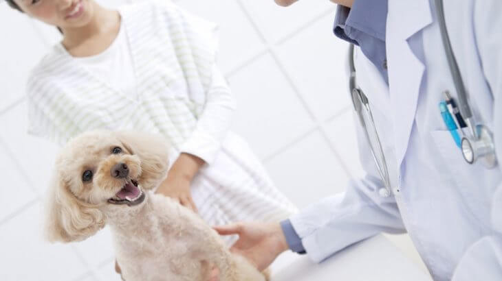 これで安心「子犬のワクチン接種ガイド」