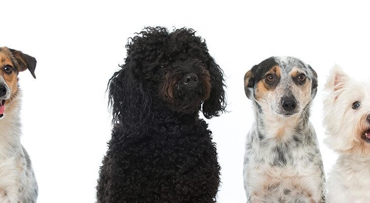 あなたに合うのはどの犬種？人気の犬種の特徴や性格をご紹介