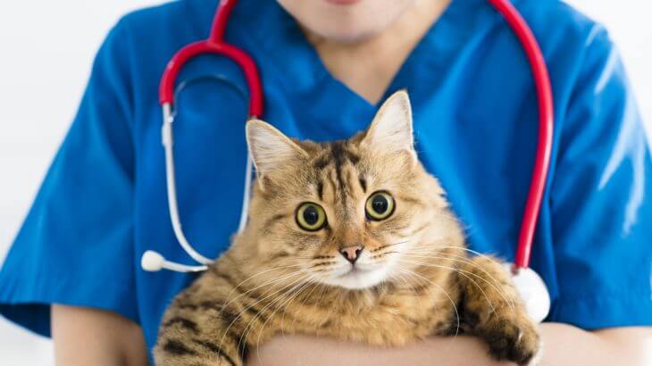 猫が病院を嫌がるのは当たり前！ストレスの軽減法と病院の探し方